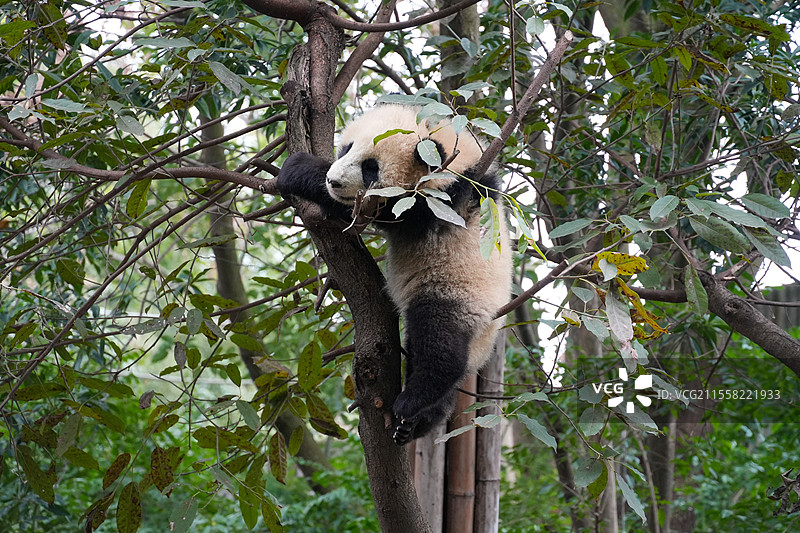 成都大熊猫繁殖基地的熊猫图片素材