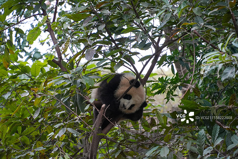 成都大熊猫繁殖基地的熊猫图片素材
