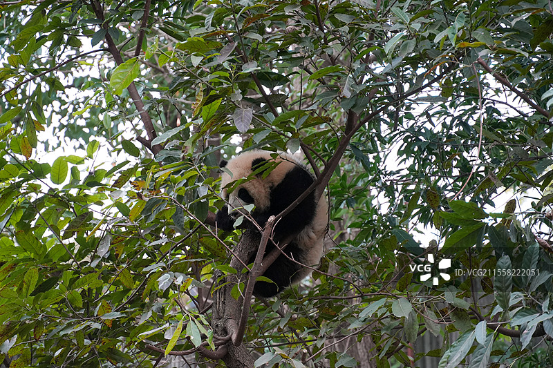 成都大熊猫繁殖基地的熊猫图片素材