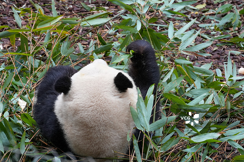 成都大熊猫繁殖基地的熊猫图片素材