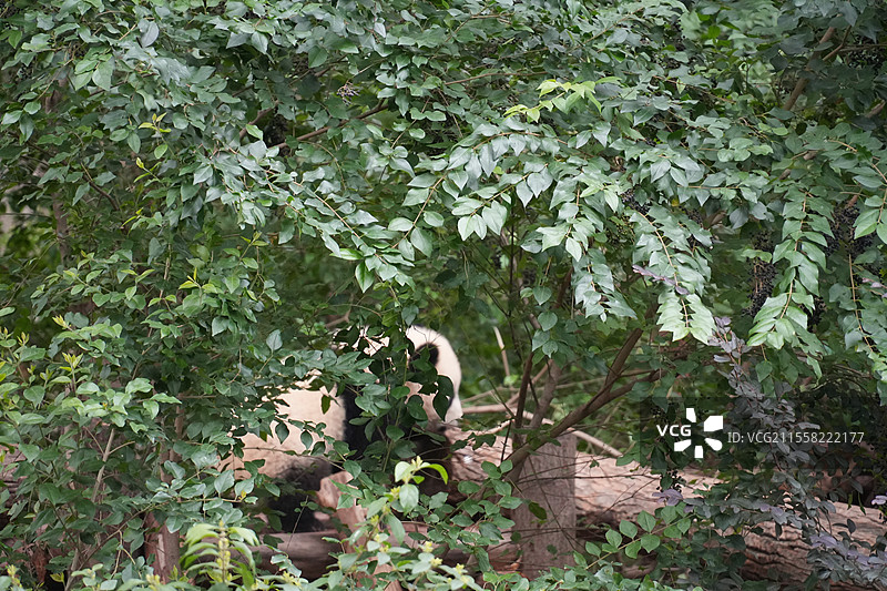 成都大熊猫繁殖基地的熊猫图片素材