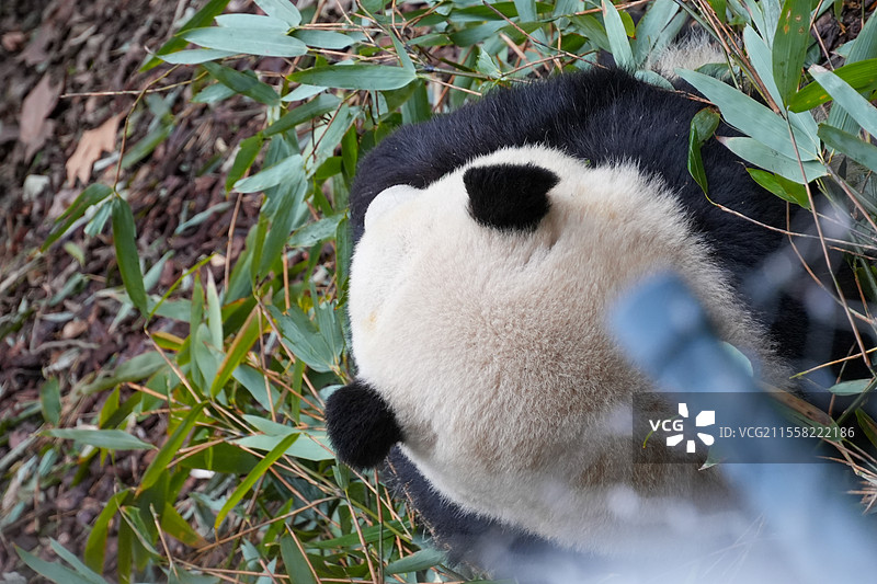 成都大熊猫繁殖基地的熊猫图片素材