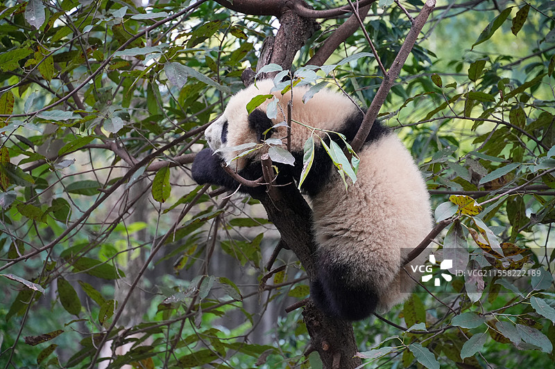 成都大熊猫繁殖基地的熊猫图片素材