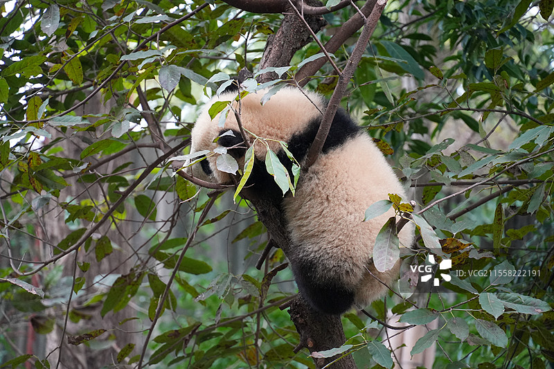 成都大熊猫繁殖基地的熊猫图片素材