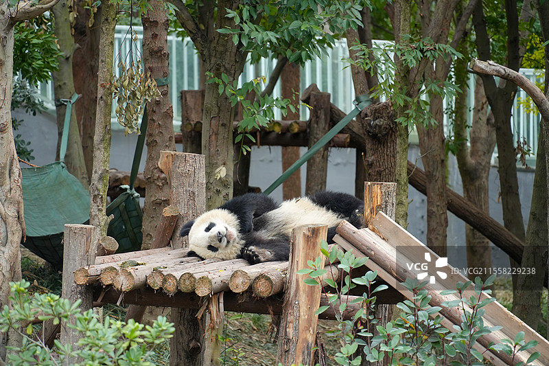 成都大熊猫繁殖基地的熊猫图片素材