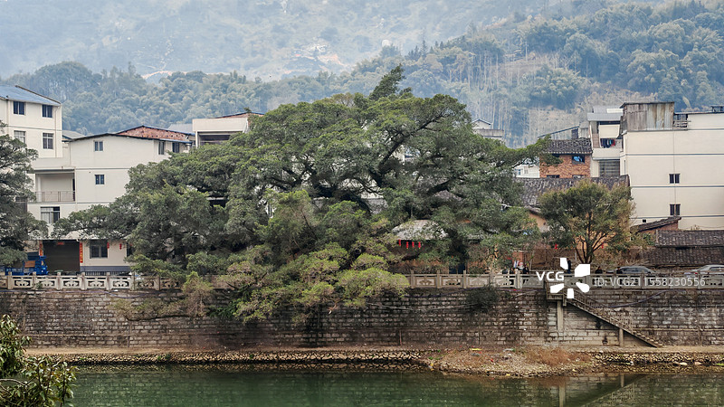 烟雨闽东、独木成林，福建宁德棠溪村的百年古树图片素材
