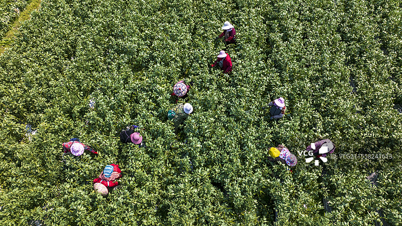 无人机视角，春季农田收角豆的场景图片素材
