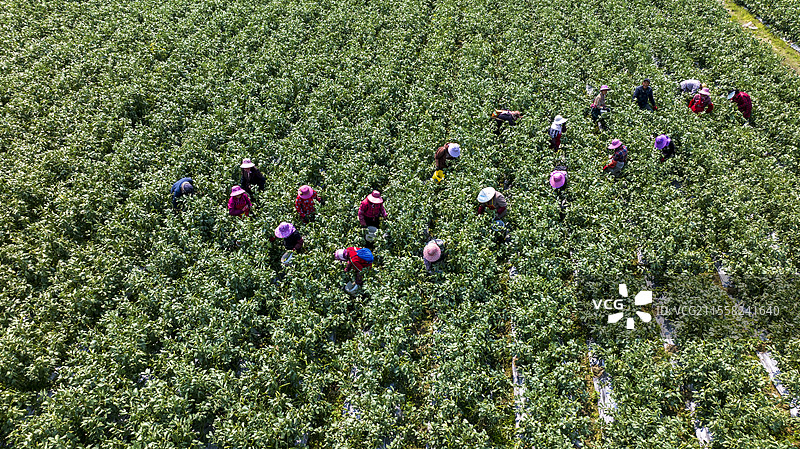 无人机视角，春季农田收角豆的场景图片素材