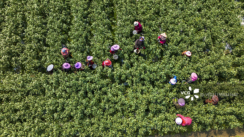 无人机视角，春季农田收角豆的场景图片素材