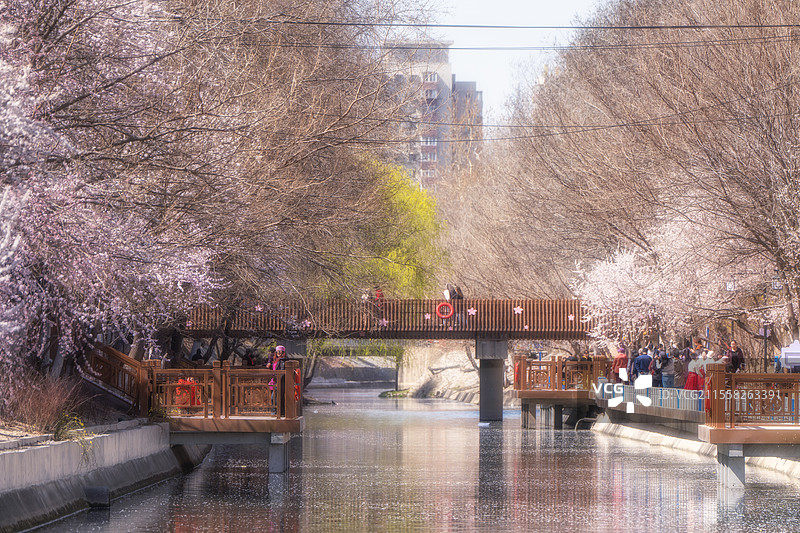 北京十里堡桃花溪 春天 山桃花图片素材