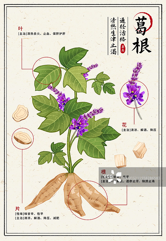 中国传统文化中医养生中草药药材医疗用品之葛根图片素材