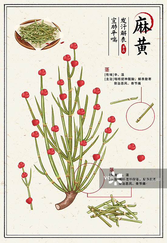 中国传统文化中医养生中草药药材医疗用品之麻黄图片素材