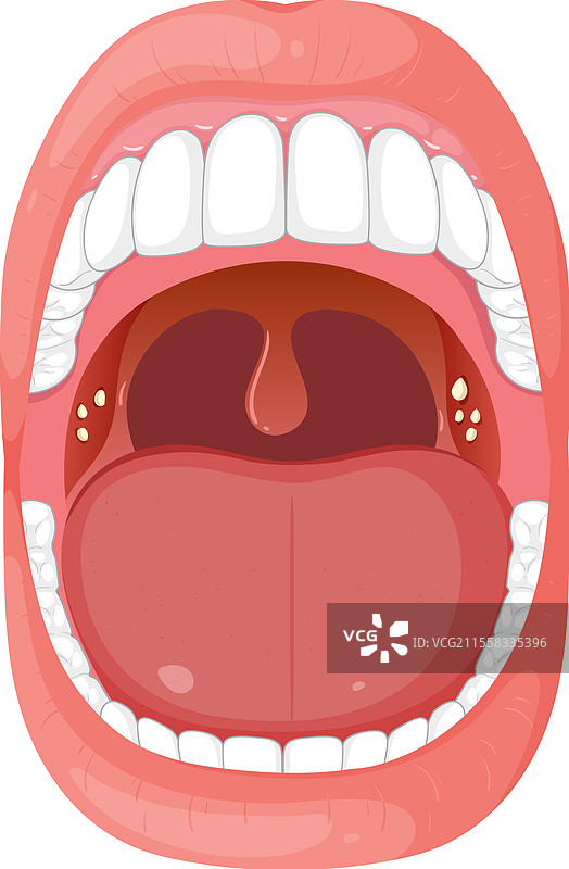 人类口腔和喉咙的详细结构图片素材