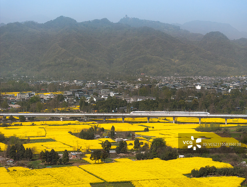中国四川成都青城山下油菜花田里驶过的高铁动车航拍图图片素材