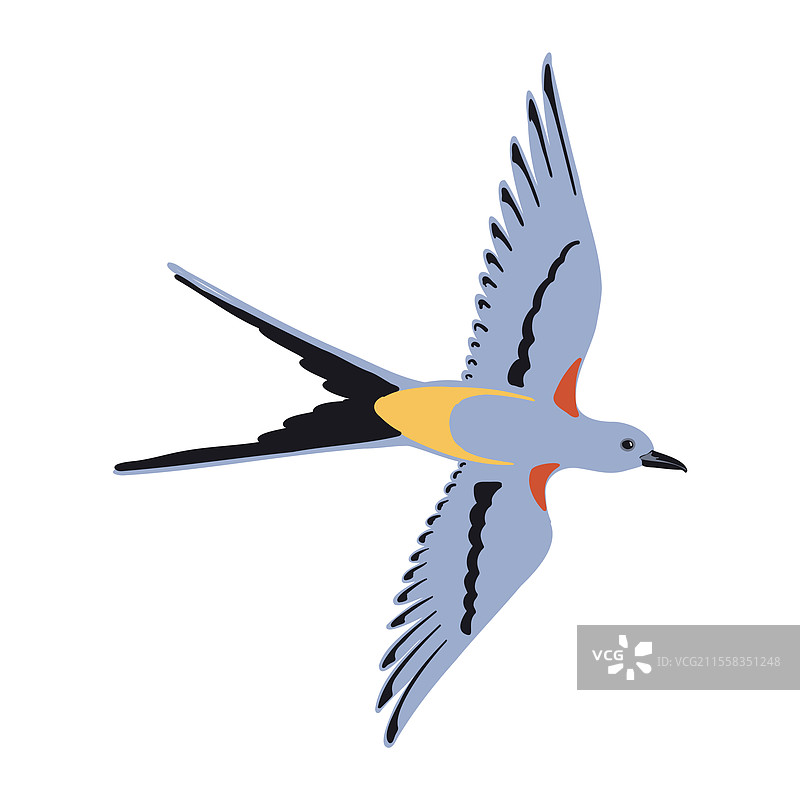 剪尾捕虫鸟的绘画图片素材