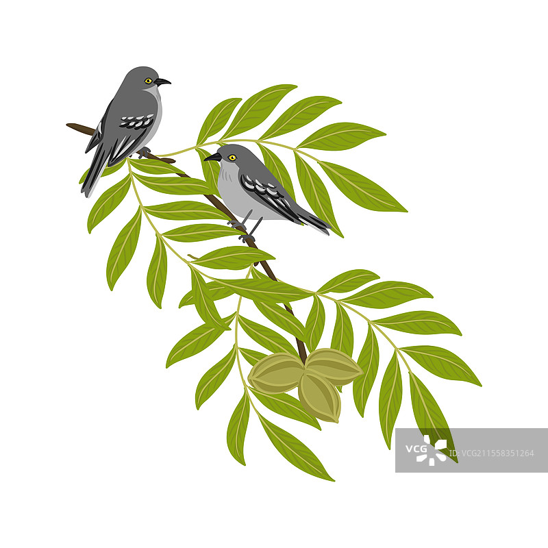 山核桃树枝的绘画图片素材