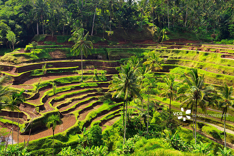 印度尼西亚巴厘岛的梯田稻田图片素材