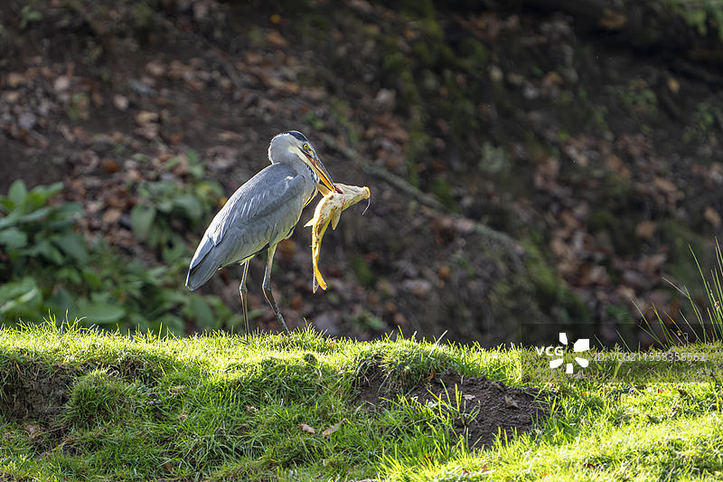 灰鹭（Ardea cinerea），捕获的鱼，火山艾费尔，莱茵兰-普法尔茨，德国，欧洲图片素材