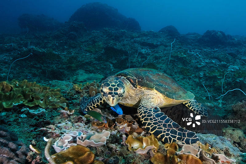 玳瑁海龟(Eretmochelys imbricata)在珊瑚礁中寻找食物,吃珊瑚皮珊瑚(Alcyonaria,红海,马萨阿拉姆,埃及,非洲)图片素材