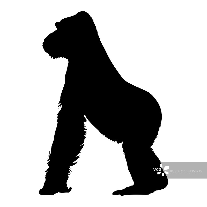 自然姿态下的猩猩剪影图片素材