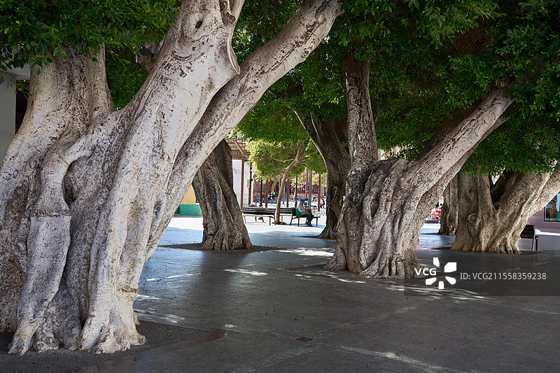 在西班牙加那利群岛拉戈梅拉的圣塞巴斯蒂安德拉戈梅拉宪法广场，古老而巨大的榕树（Ficus microcarpa），也被称为月桂榕或印度月桂。图片素材