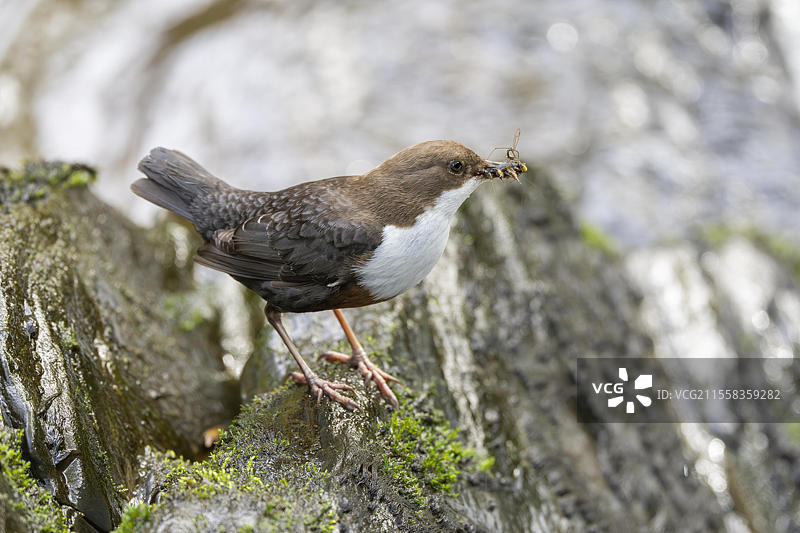 白喉水鸲（Cinclus cinclus），在急流中叼着猎物，德国莱茵兰-普法尔茨，欧洲图片素材