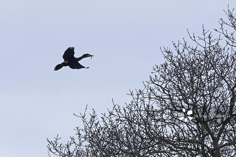 大鸬鹚（Phalacrocorax carbo）嘴里叼着猎物，位于德国施莱斯维希-霍尔斯坦州的Geltinger Birch、Goldhoeft、Nieby和Schlei地区。图片素材