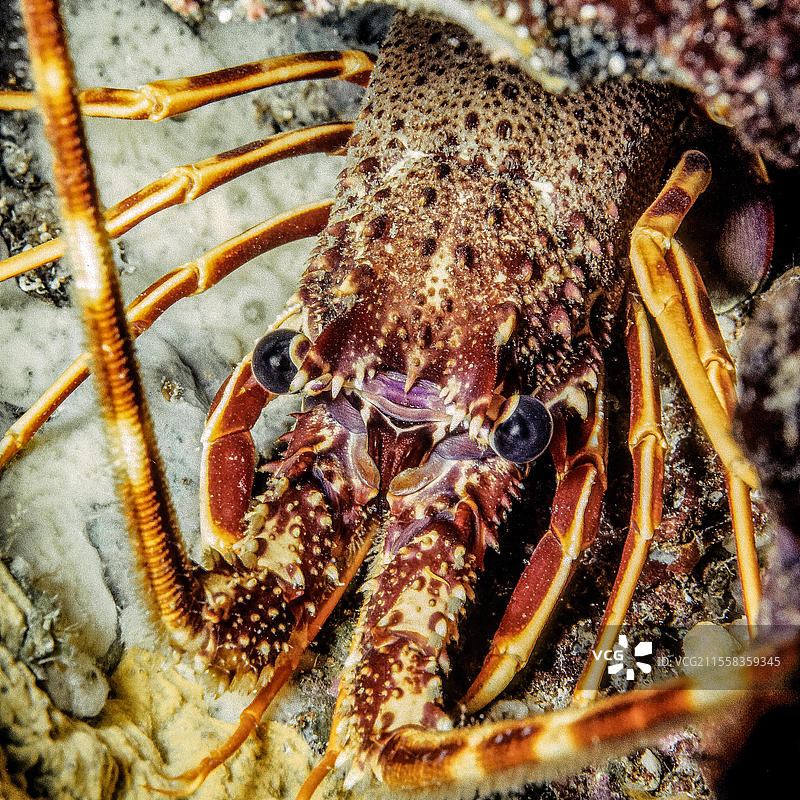 欧洲刺龙虾（Palinurus elephas）头部特写，眼睛，地中海图片素材