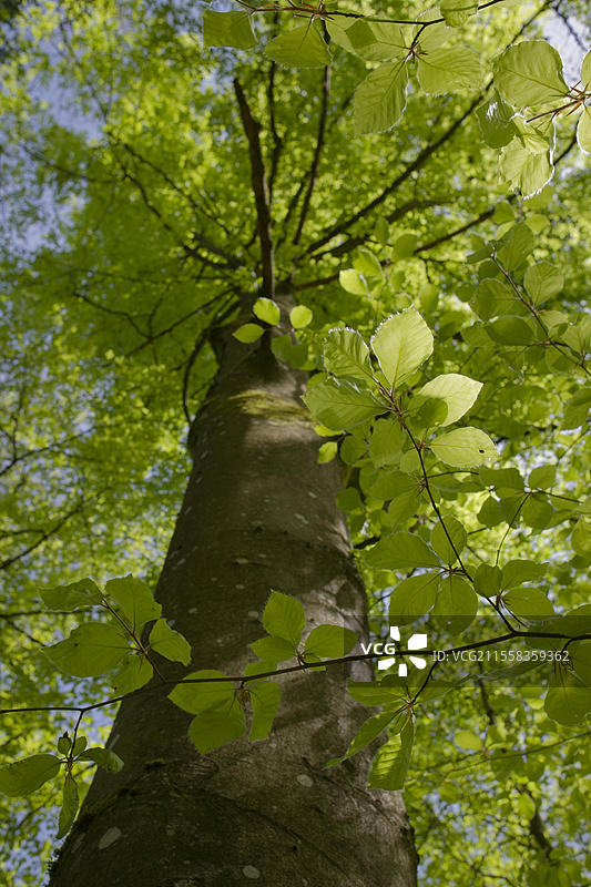 春天盛装的山毛榉,施瓦本-弗兰肯森林自然公园,光合作用,春季,四月,绿色,叶绿素,光,生物化学,玫瑰花园-赞岑巴赫,施瓦比希哈尔,霍恩洛厄,海尔布隆-弗兰肯,巴登-符腾堡,德国,欧洲图片素材