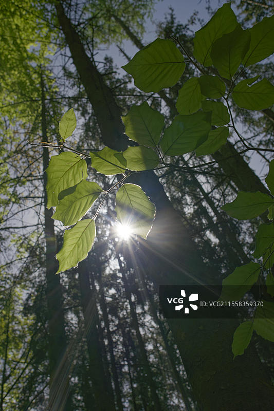 春天盛装的山毛榉，斯瓦比亚-弗兰肯森林自然公园，光合作用，春季，四月，绿色，叶绿，叶绿素，光，生物化学，玫瑰园-赞岑巴赫，施韦比希哈尔，霍亨洛厄，海尔布隆-弗兰肯，巴登-符腾堡，德国，欧洲图片素材