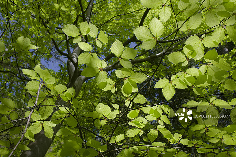 春天盛装的山毛榉,斯瓦比亚-弗兰肯森林自然公园,光合作用,春季,四月,绿色,叶绿,叶绿素,光,生物化学,玫瑰花园-赞岑巴赫,施韦比希哈尔,霍恩洛厄,海尔布隆-弗兰肯,巴登-符腾堡,德国,欧洲图片素材