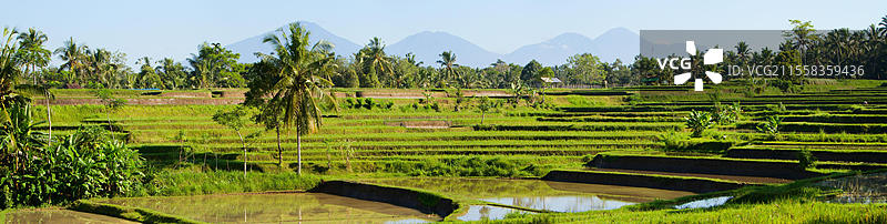 印度尼西亚巴厘岛的梯田稻田图片素材