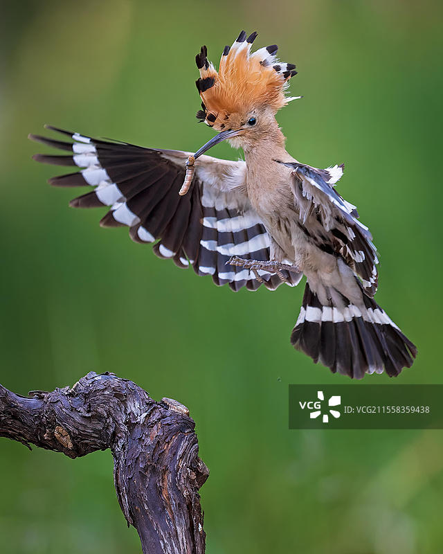 戴胜鸟(Upupa epops)飞翔,接近,降落在葡萄藤上,2022年年度鸟,嘴里叼着毛虫,冠羽,日出,花卉草甸,中埃尔贝生物圈保护区,萨克森-安哈尔特,德国,欧洲图片素材