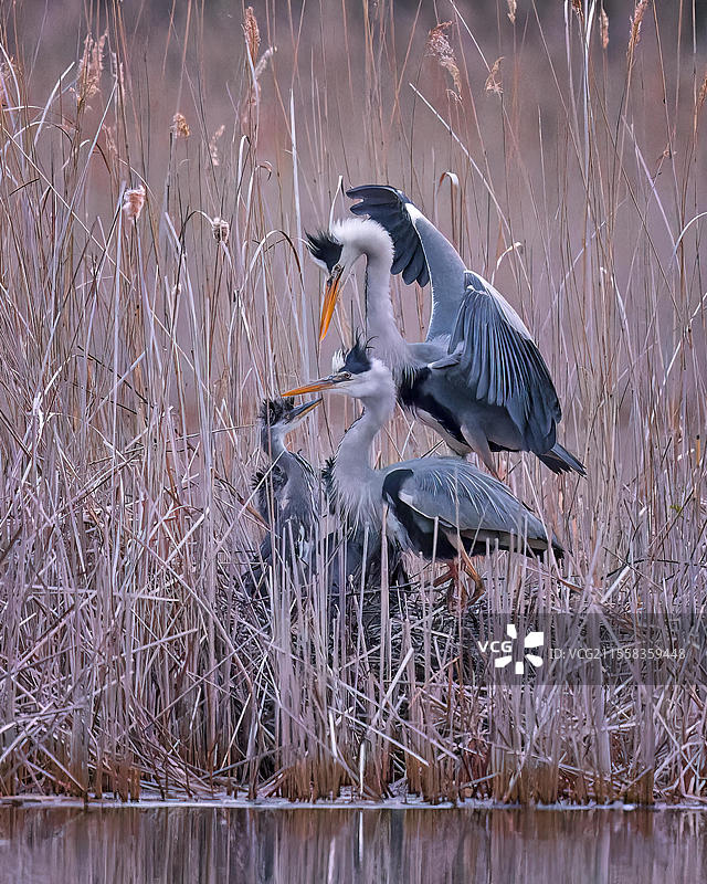 灰鹭（Ardea cinerea）在巢中喂养雏鸟，雄性，雌性动物，成对，芦苇中的巢，日出，晨光，萨克森-安哈尔特，德国，欧洲图片素材