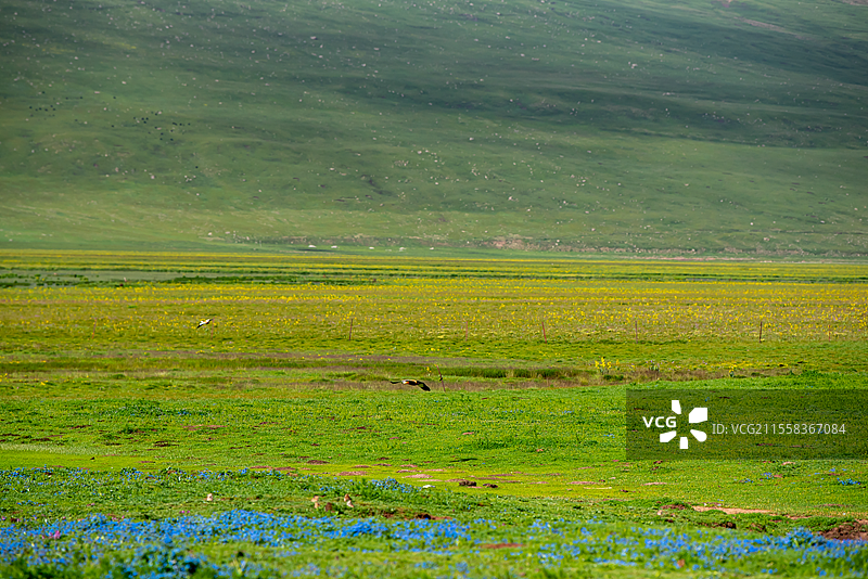 高山下的美丽草场图片素材