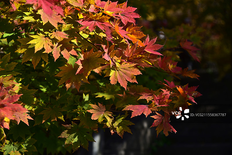 辽宁省本溪市五女山景区秋天枫叶红叶秋景图片素材
