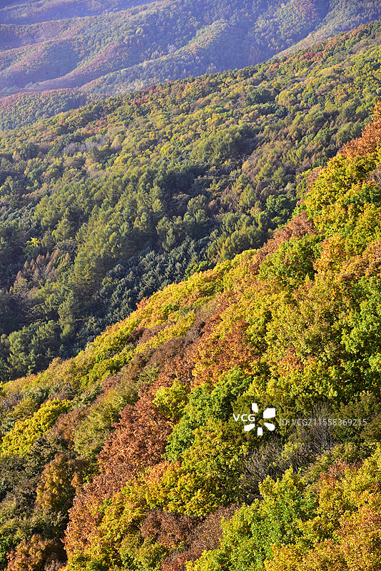 辽宁省本溪市五女山景区秋天树林彩林秋景图片素材