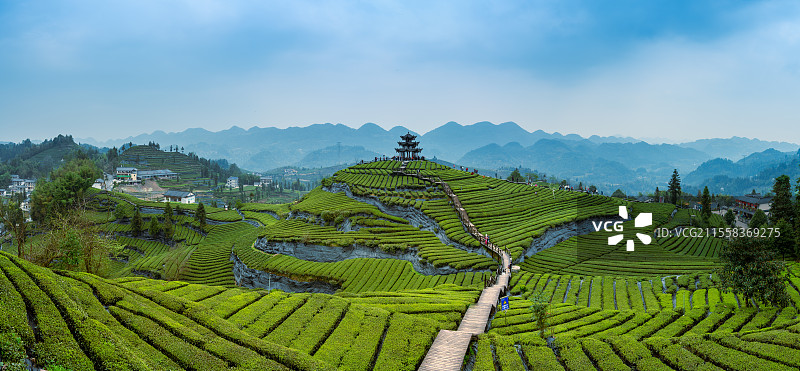 中国湖北省恩施伍家台茶园田园风光图片素材