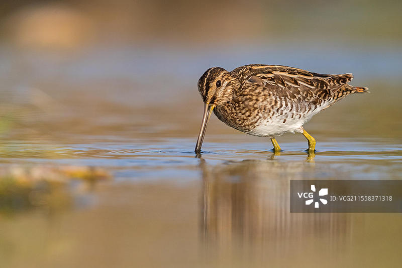 斑头雉(Gallinago gallinago),觅食,拉尤特,萨拉拉,苏哈尔,阿曼,亚洲图片素材