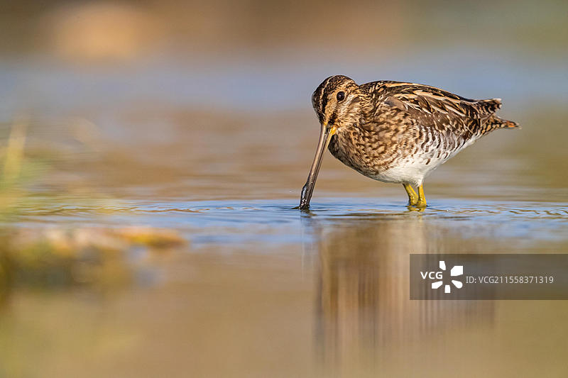 斑头雉(Gallinago gallinago),觅食,拉尤特,萨拉拉,苏哈尔,阿曼,亚洲图片素材