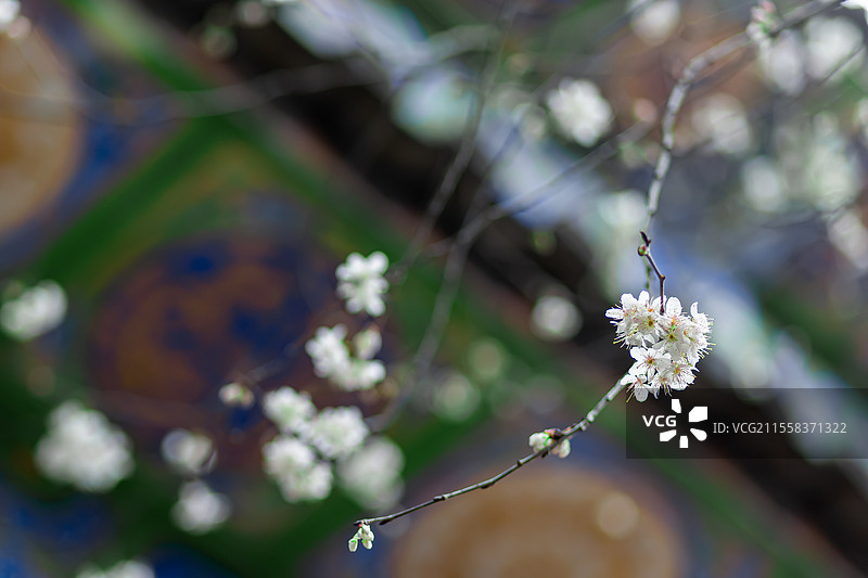 春天花会开-古寺-樱花图片素材