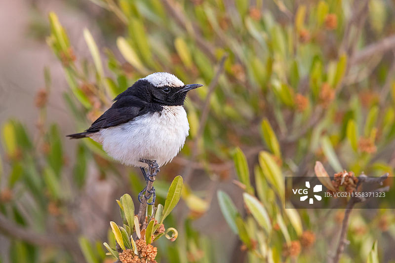 阿拉伯麦鸡，阿拉伯麦鸡，（Oenanthe lugentoide，中东，阿曼，贾巴尔·萨姆汉，萨拉拉，杜法尔，阿曼，亚洲）图片素材