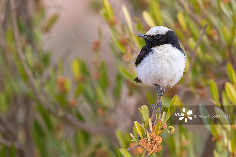 阿拉伯麦鸡，阿拉伯麦鸡，（Oenanthe lugentoide，中东，阿曼，贾巴尔·萨姆汉，萨拉拉，杜法尔，阿曼，亚洲）图片素材
