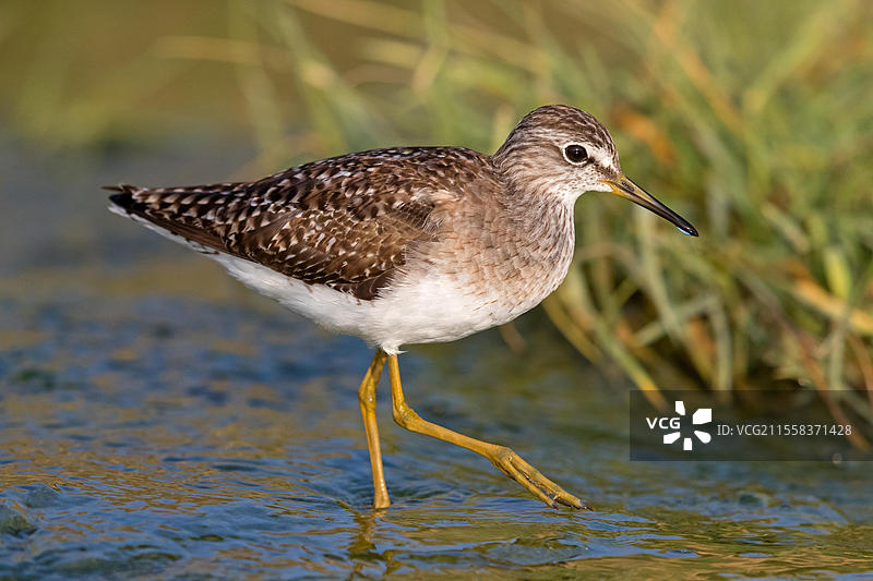木沙锥（Tringa glareola），Chevalier sylvain，Andarrios Bastardo，Raysut，萨拉拉，索哈尔，阿曼，亚洲图片素材