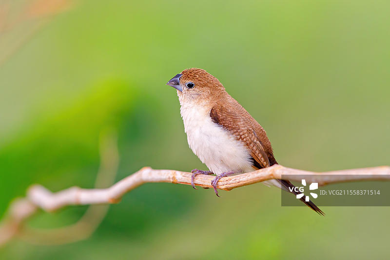 非洲银雀(Lonchura cantans)栖息在阿曼萨拉拉的阿因托布罗克与阿因阿图姆交汇处。图片素材