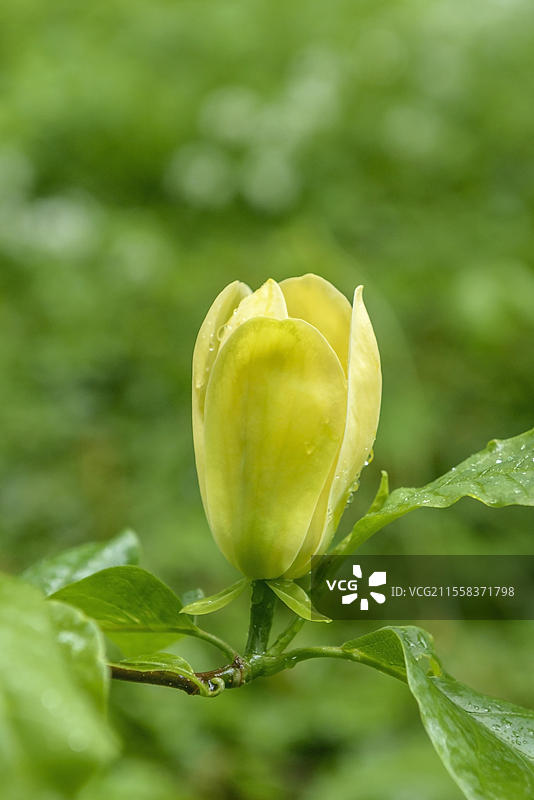 黄鸟木兰(Magnolia x brooklynensis 'Yellow Bird'),德国萨克森州马克雷尔堡的宫殿花园,欧洲图片素材