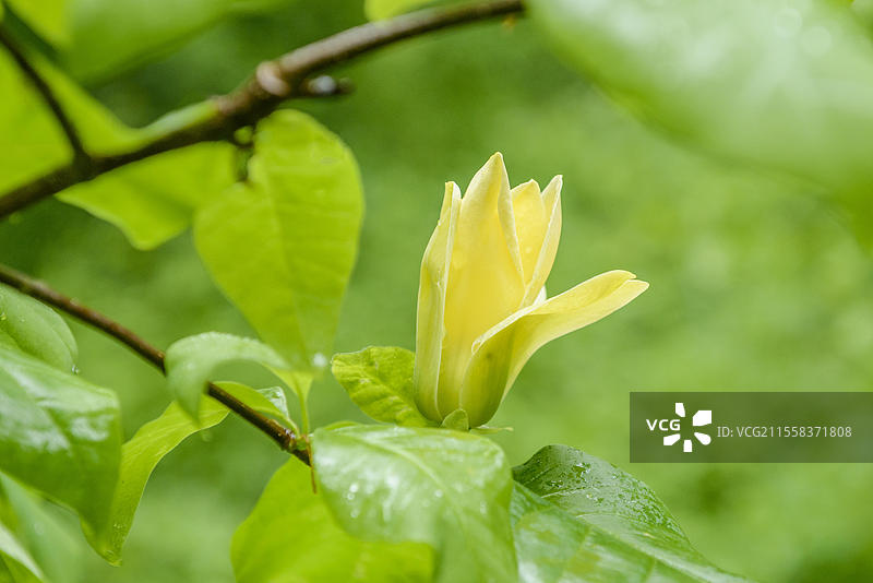 黄鸟木兰(Magnolia x brooklynensis 'Yellow Bird'),德国萨克森州马克雷尔贝格的宫殿花园,欧洲图片素材