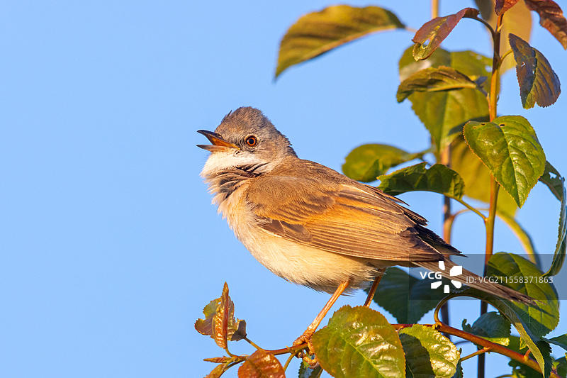 普通白喉歌鸲（Sylvia communis），灰头歌鸲，灌木鹪鹩，霍根海姆，巴登-符腾堡，德国，欧洲图片素材