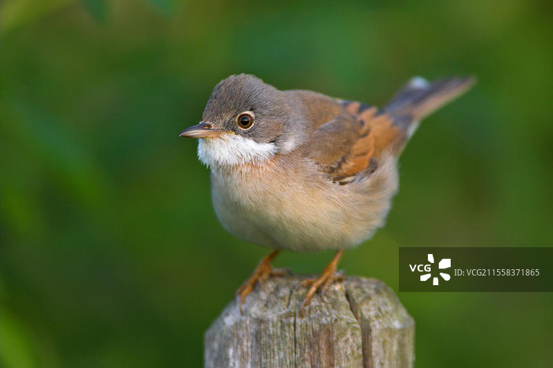 白喉歌鸲（Sylvia communis），灰色小歌鸲，灌木鹪鹩，德国巴登-符腾堡州霍肯海姆地区的巴德杜尔克海姆，欧洲图片素材