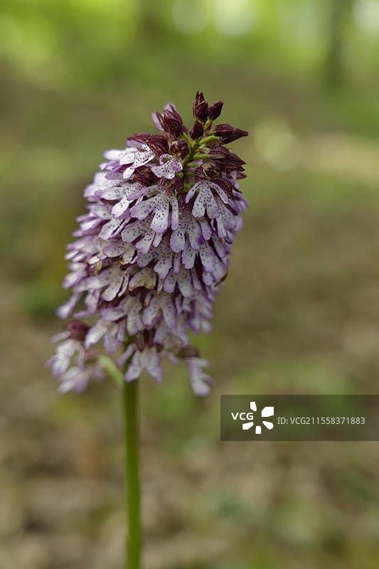 北方沼泽兰(Orchis purpurea),兰花,施瓦本-弗兰肯森林自然公园,春季,四月,施韦比希哈尔,霍恩洛厄,海尔布隆-弗兰肯,巴登-符腾堡,德国,欧洲图片素材